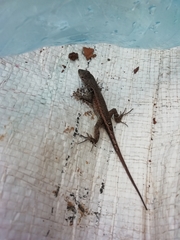 Sceloporus parvus