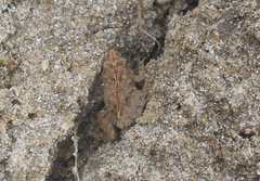 Pseudopaludicola pusilla