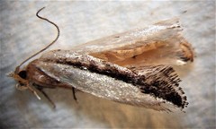 Erechthias chionodira