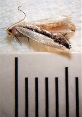 Erechthias chionodira