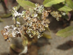 Lepidium latifolium