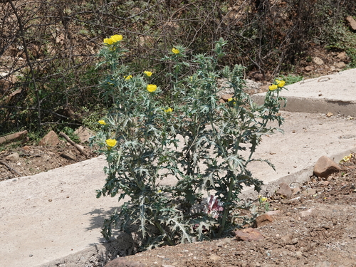 Mexican prickly poppy