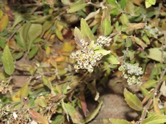 Lepidium latifolium