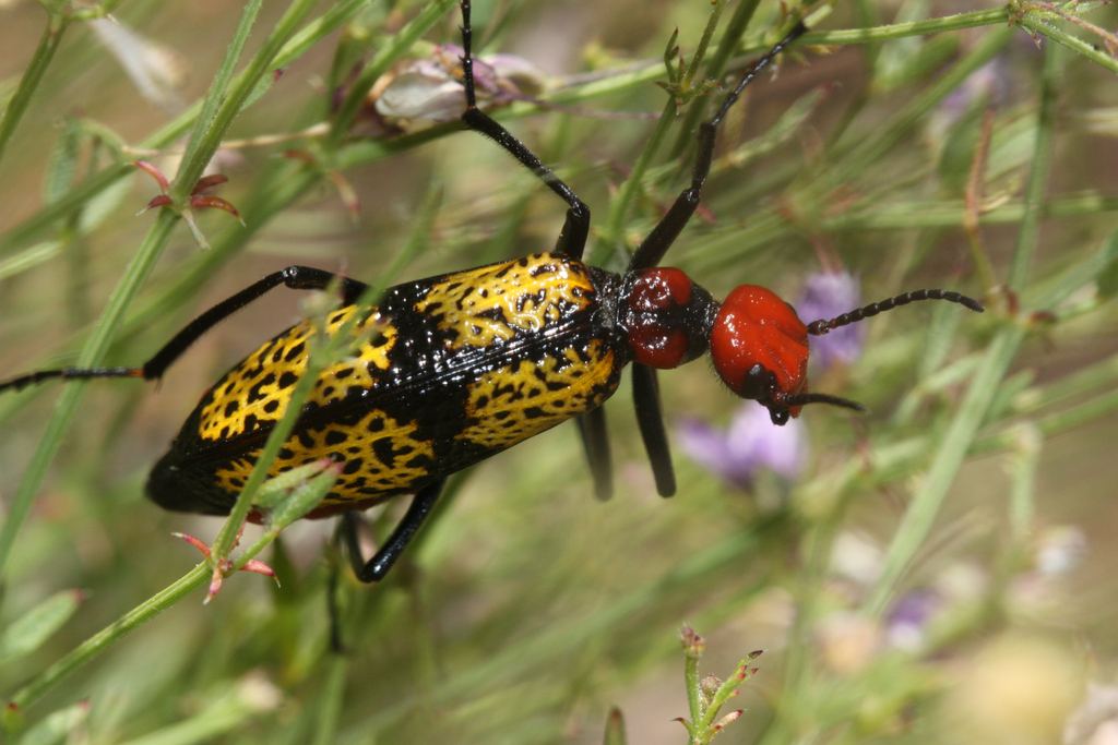 Iron Cross Blister Beetle