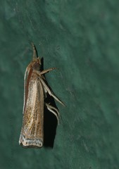 Ancylolomia