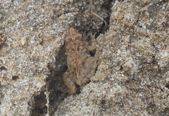 Pseudopaludicola pusilla