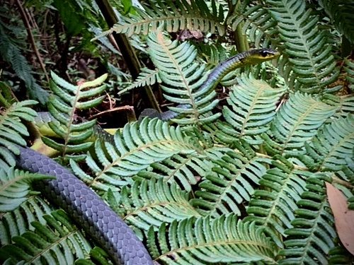 Common Tree Snake sighting