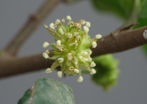 Image of Siamese Rough Bush (Streblus asper) by (c) renjus box, some rights reserved (CC BY)