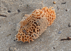 Holopsamma laminaefavosa