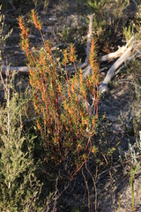 Gyrostemon australasicus