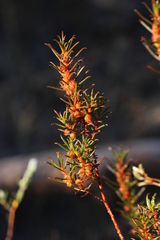Gyrostemon australasicus