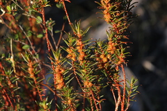 Gyrostemon australasicus