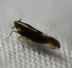 Tagosodes albolineosus