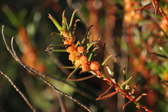 Gyrostemon australasicus