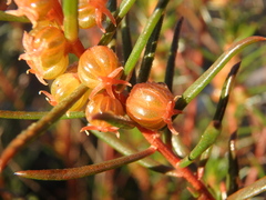 Gyrostemon australasicus