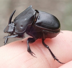 Phanaeus texensis