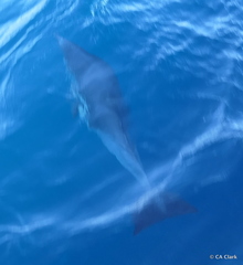 Delphinus