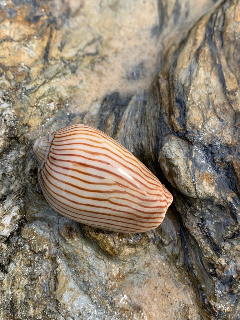 Zebra Volute from Bongil Bongil National Park, Bundagen, NSW, AU on ...