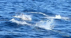 Delphinus