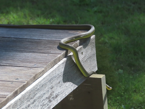 Common Tree Snake sighting