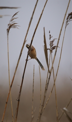 Reed Parrotbill