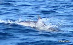 Delphinus