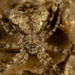Two-tailed Spiders - Photo (c) portioid, some rights reserved (CC BY-SA), uploaded by portioid