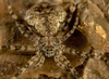 Two-tailed Spiders - Photo (c) portioid, some rights reserved (CC BY-SA), uploaded by portioid