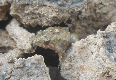 Pseudopaludicola pusilla