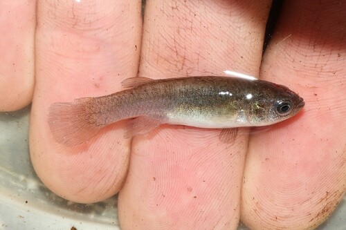 Spotfin killifish (Fundulus luciae) — Fundulidae — 5