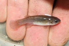 Spotfin Killifish photo 2