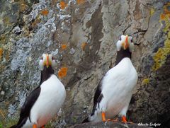 Fratercula corniculata