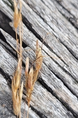 Sarga leioclada, photograph Eamonn Culhane, CC BY, iNaturalist via GBIF