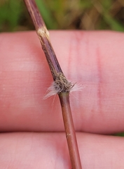 Sarga leioclada, photograph Eamonn Culhane, CC BY, iNaturalist via GBIF
