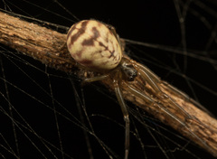 Prosoponoides sinense