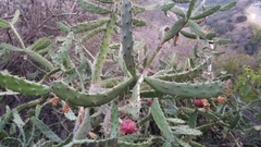 Opuntia karwinskiana