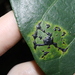 Phyllachora infectoria - Photo (c) Thomas Mesaglio, some rights reserved (CC BY), uploaded by Thomas Mesaglio