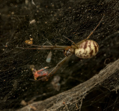 Prosoponoides sinense