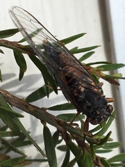 Yoyetta landsboroughi