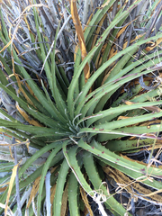 Hechtia texensis