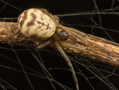 Prosoponoides sinense