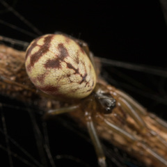 Prosoponoides sinense