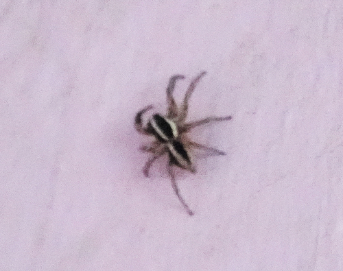 Pantropical Jumping Spider