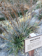 Hechtia texensis