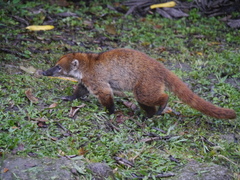 Nasua olivacea