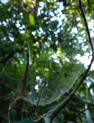 Prosoponoides sinense