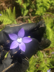 Wahlenbergia violacea