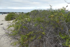 Cryptocarpus