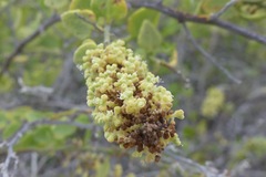 Cryptocarpus
