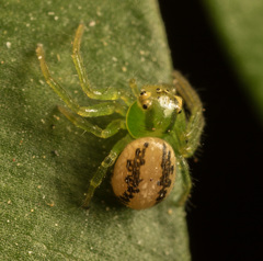 Lysiteles